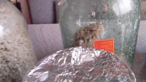 Первый массовый сбор огурцов. Заселение ГлиоВера