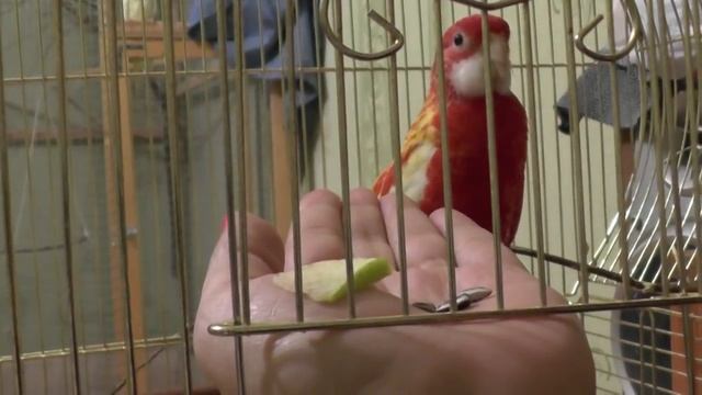 Хитрость в приручении попугая ЛЮБОГО смотреть онлайн