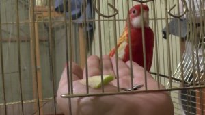 Хитрость в приручении попугая ЛЮБОГО