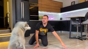 ПРАНК! ИГНОРИРУЕМ ХАСКИ / собаки не понимают, что происходит?