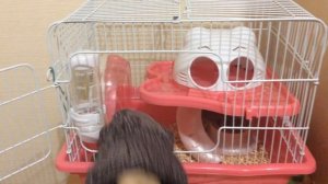 Почему хомяки не пьют из поилки??