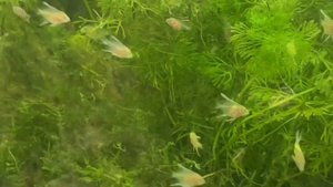 Золотые мальки скалярия и мальки гуппи.