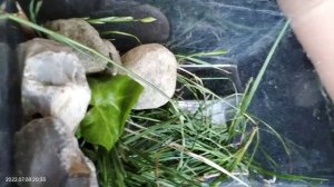 Я сделал террариум для жука