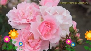 Роза флорибунда Боника 82. Краткий обзор, описание характеристик, где купить саженцы