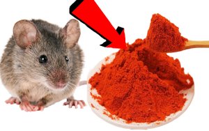 Как избавиться от мышей 100% способ.