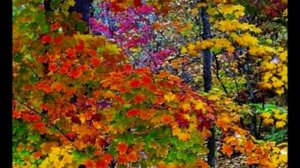 Н. КАДЫШЕВА " ОТГОВОРИЛА РОЩА ЗОЛОТАЯ"