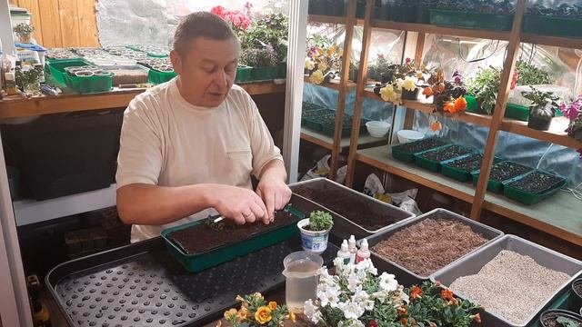 [Земляника] Пикируем ремонтантную землянику.