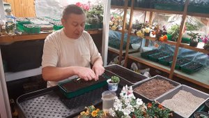 [Земляника] Пикируем ремонтантную землянику.