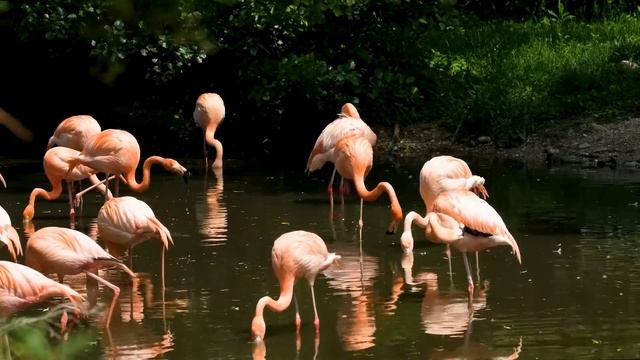ТОП 10 самых интересных фактов о ФЛАМИНГО смотреть онлайн