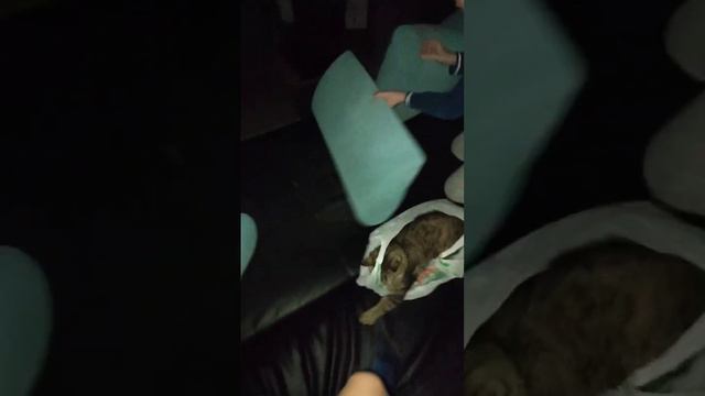 Исследование храма кошек (2 часть) смотреть онлайн