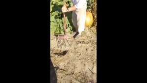 Как легко вручную  выкопать картошку