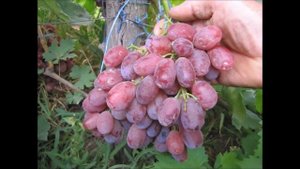 Виноград Калугина В М каталог Яцуна В Н 2018