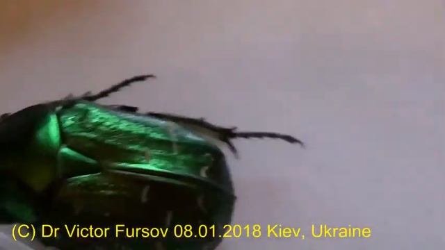 Жуг бронзовки: как устранить микробы