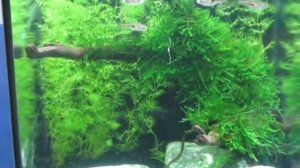 Аквариумные дизайны - Аквариум своими руками