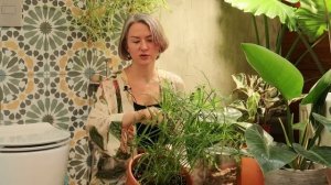 Обзор растений в ванной комнате