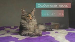 МЕЙНКУН И СИБИРСКИЙ КОТ|ОСОБЕННОСТЬ ПОРОД|УХОД ХАРАКТЕР ПИТАНИЕ| ПЁС И БЕЛКА #cats #коты #мейнкун