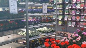 Садовый центр  в Голландии.