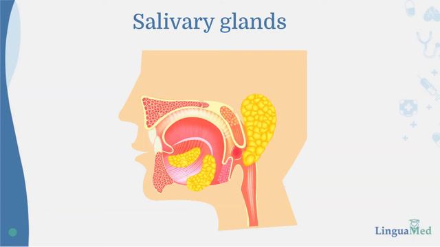 Gastroenterology.Anatomy of the gastrointestinal system