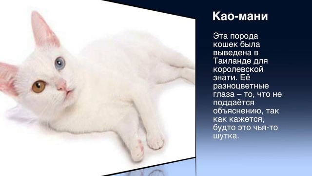 Самые редкие породы кошек! Смотри быстрее