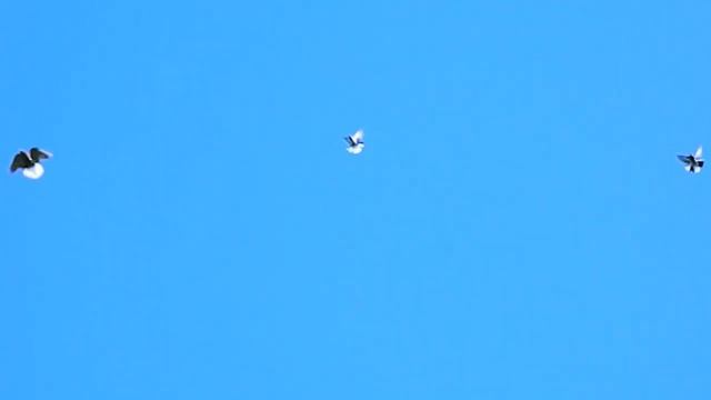 Разве это летающие крысы 08.10.2019 смотреть онлайн