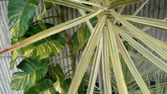 GIANT Devil`s Ivy | Golden Pothos смотреть онлайн