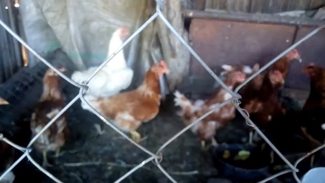 Мини клип про курочек и петушков смотреть онлайн