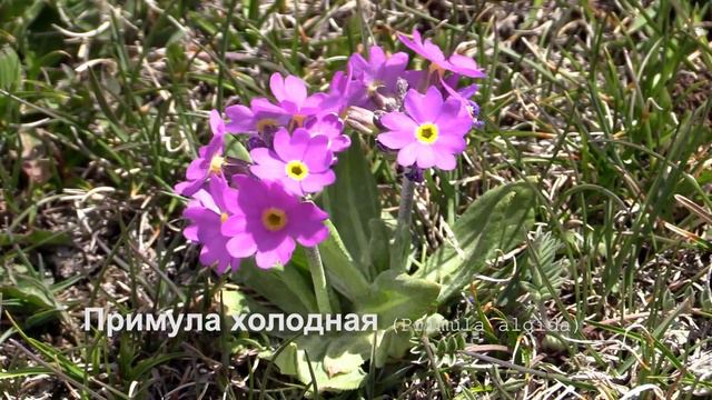 Примула холодная смотреть онлайн