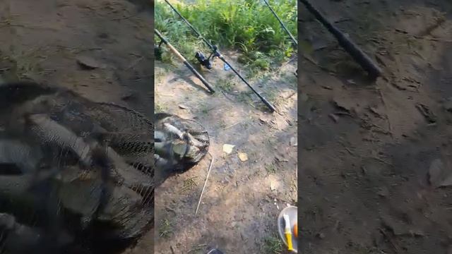 Фидер с утра ???#рыболовтроицк #рыбалка #Троицк #заречье #фидер #rybolovtroick #fishing #daiwa