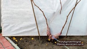 ? Обрезка винограда 2 год. Как обрезать мощный куст. Обрезка на урожай и на будущую формировку.