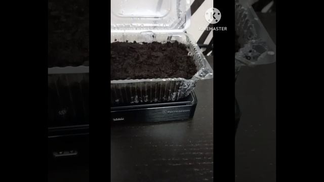 Как ускорить рост рассады баклажанов. Эксперимент. смотреть онлайн