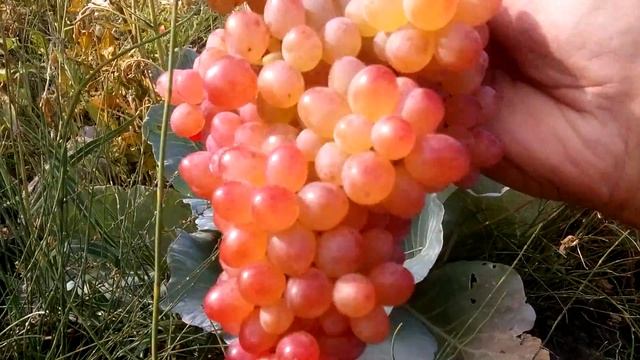 Виноград кишмиш МЕЧТА смотреть онлайн