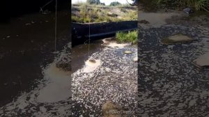 Рыбалка. Плотва на тину, Поплавочная оснастка на волнорезах)