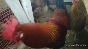 Итальянская куропатчатая (Бурый леггорн). Куры Кострома