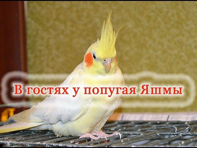 У Димы в гостях