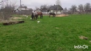 ЛОШАДИ ТЯЖЕЛОВОЗЫ КОНЕВОДА АЛЕКСЕЯ