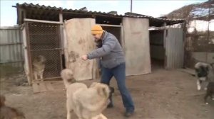 Кавказская овчарка. Планета собак