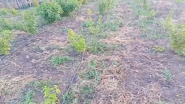 Самая крупная смородина!