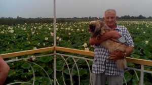 Кувшинки июль 2014 Краснодарский край