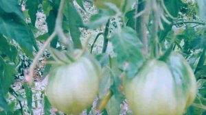 Томат от Гонсиоровских! Полный обзор сорта