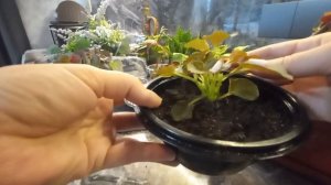 Вечноцветущая бегония удивила!!!