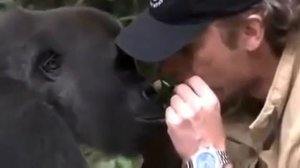Дружба человека и гориллы/Friendship man and a gorilla.