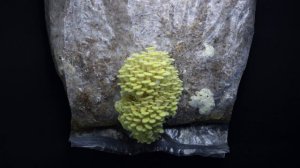 Лимонная вешенка гриб ТАЙМЛАПС | Yellow oyster mushroom TIMELAPSE