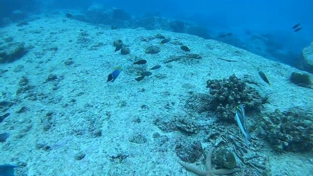 Незабываемый круиз и великолепный дайвинг у берегов острова Маэ-"Сейшелы".Октябрь2019 смотреть онлайн