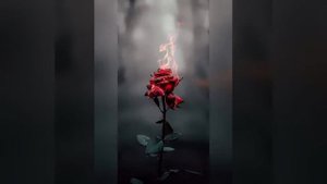 Theo Rose -Tango To Evora