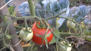 TOMATE : Moneymaker