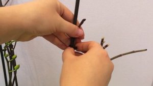 Орхидея растит цветонос, как прикрепить к опоре