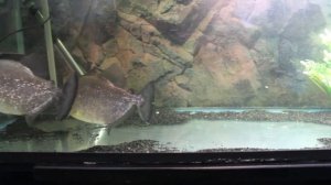 serrasalmus rhombeus cohab 3 (black piranha)