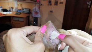 Как клеить уши после купирования