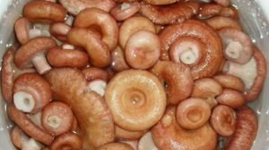 СОЛЕНЫЕ ВОЛНУШКИ РЕЦЕПТ ПРИГОТУВАННЯ В ОПИСАХ