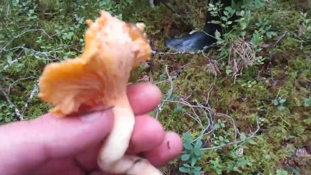 По ягоды и грибы.Конец лета... смотреть онлайн